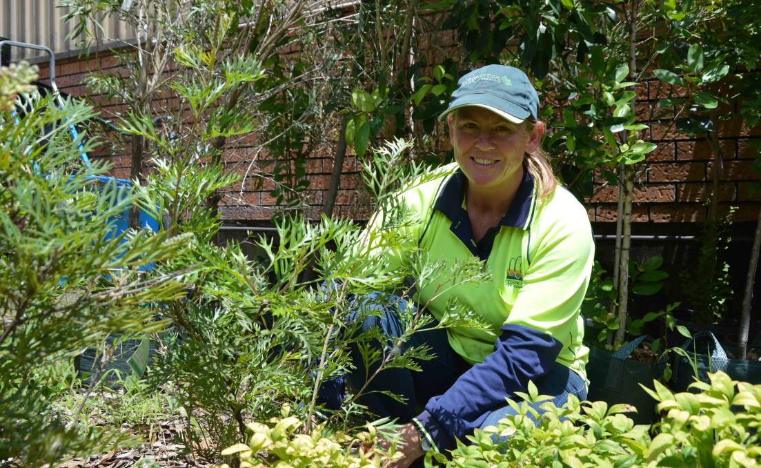 Cessnock residents can collect free shrubs.