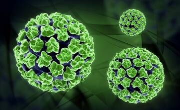 IMMUNISATION DOWN: The cervical cancer-causing human papillomavirus.