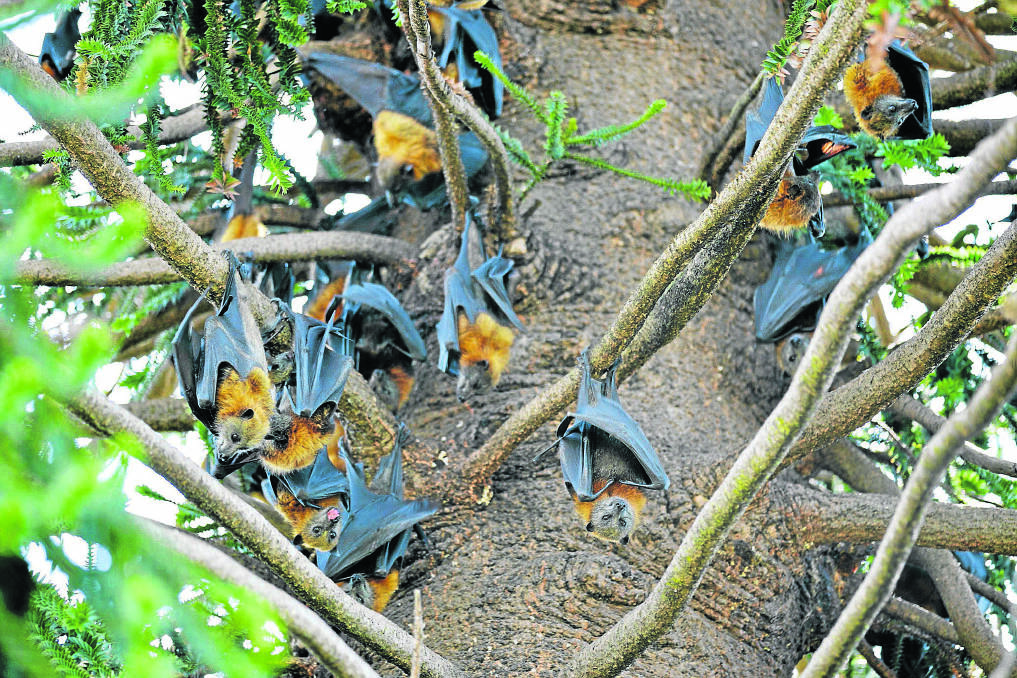 PROBLEM: Land owners in central Maitland could soon be given permission to trim trees in an effort to deter bats from living in them.
