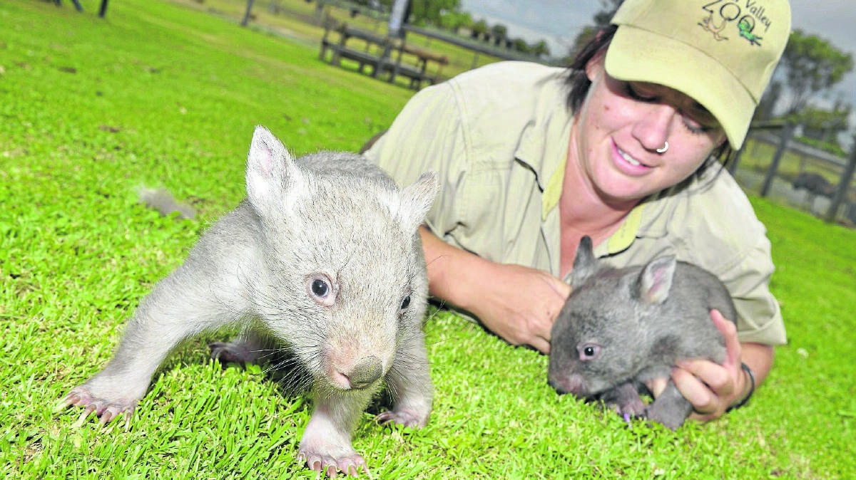 A LITTLE SPOILT:  Amanda Chisolm with wombat orphans Allie and Axel.  
Picture by STUART SCOTT 