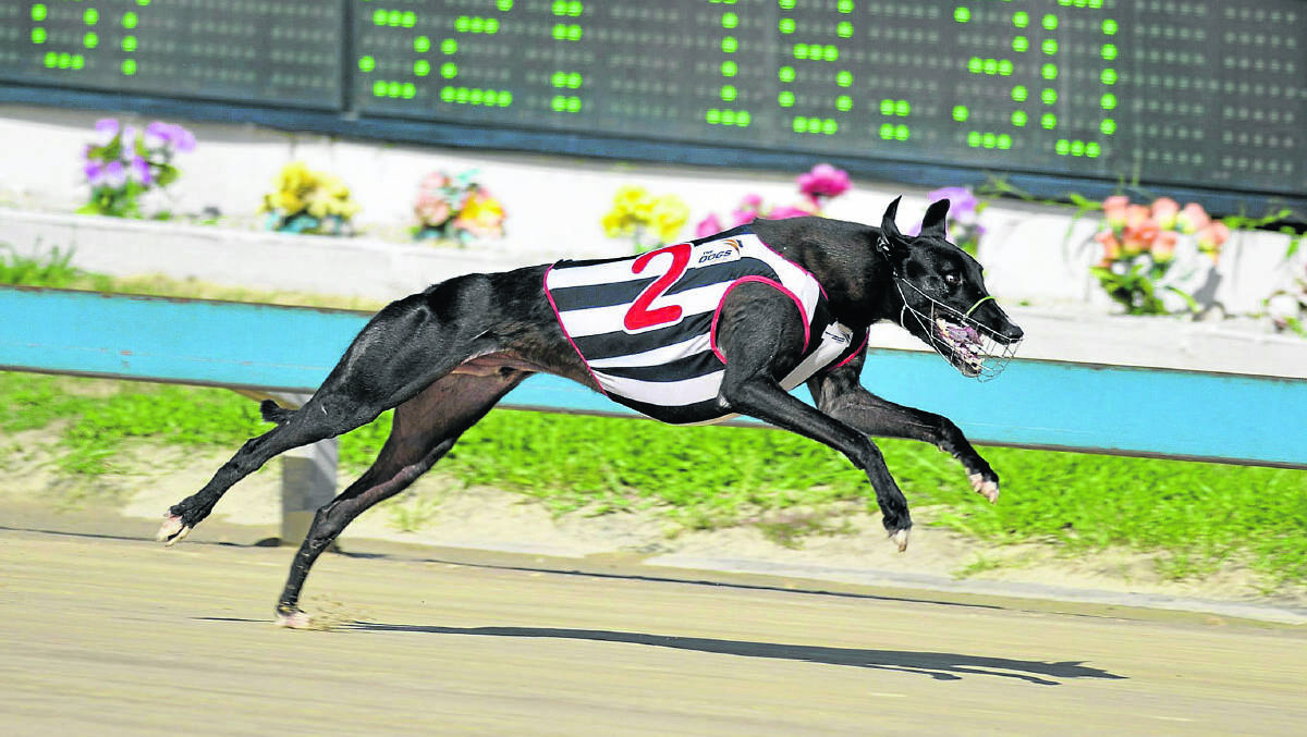 No Donuts wins in 24.97 seconds at Maitland on Thursday.
