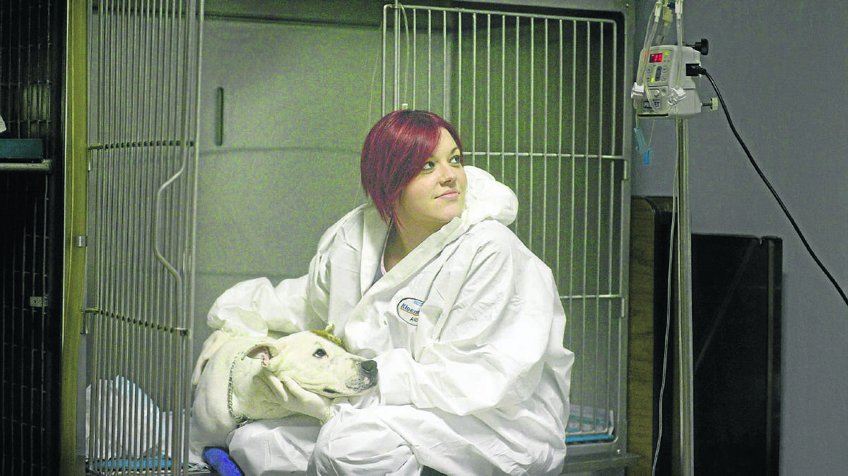 SICK BOY:  Veterinary nurse Alicia Smith helps care for Oscar.  	Picture by STUART SCOTT 