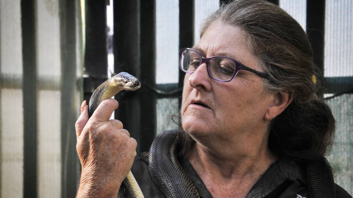 PUBLIC WARNING:  Judy Martin of Reptile Rescue Rutherford says turning the hose on a snake is highly dangerous.  
  	Picture by PERRY DUFFIN
