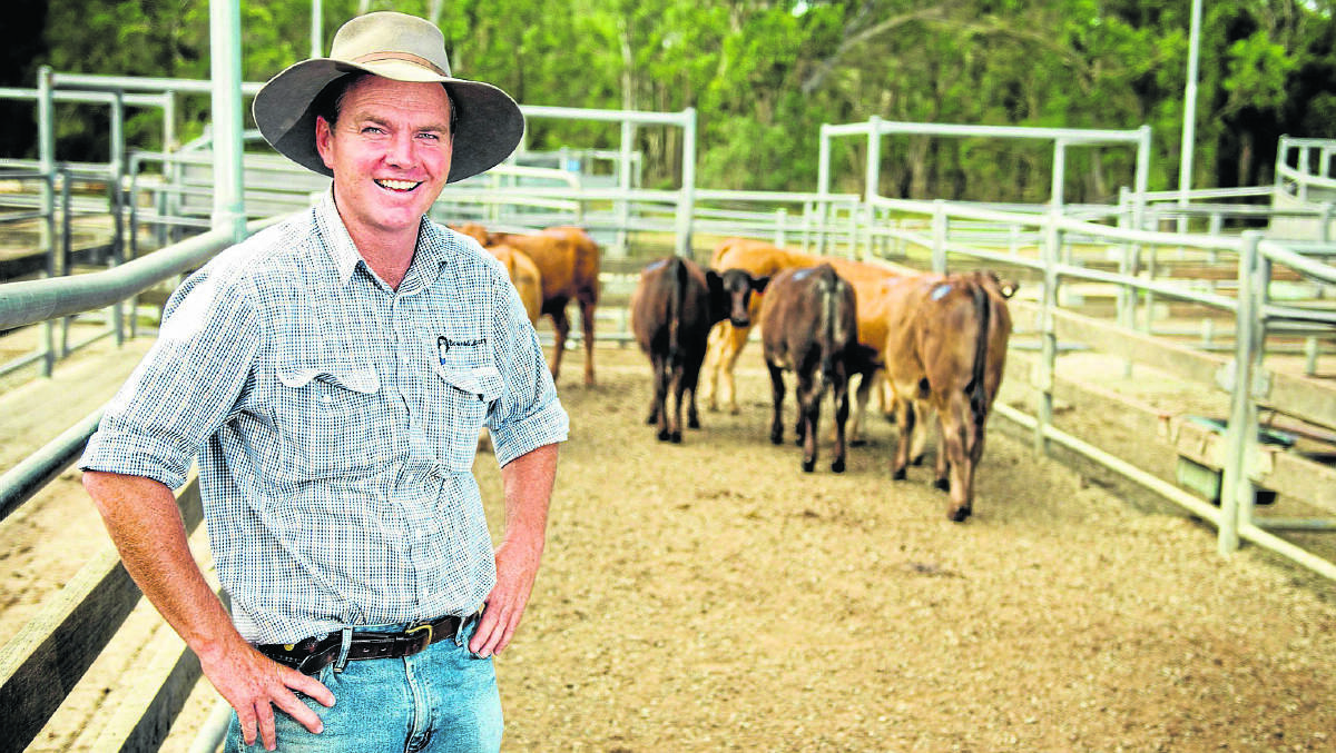 GOOD PRICES:  Greg Lidbury, of stock and station agents Bowe and Lidbury, says suppliers to the Maitland Saleyards have escaped the worst of drought conditions to date.  	Picture by PERRY DUFFIN 