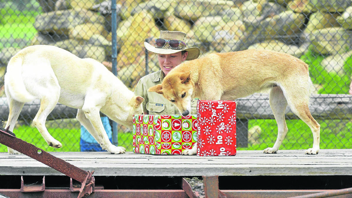 CAUTIOUS: Carnivores keeper Danielle Rae with two of the zoo's dingoes cautiously examining their presents.
