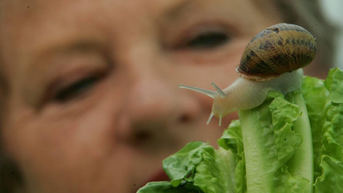 COMING TO YOU:  Snail hunters say Maitland looks a promising area for their operation.