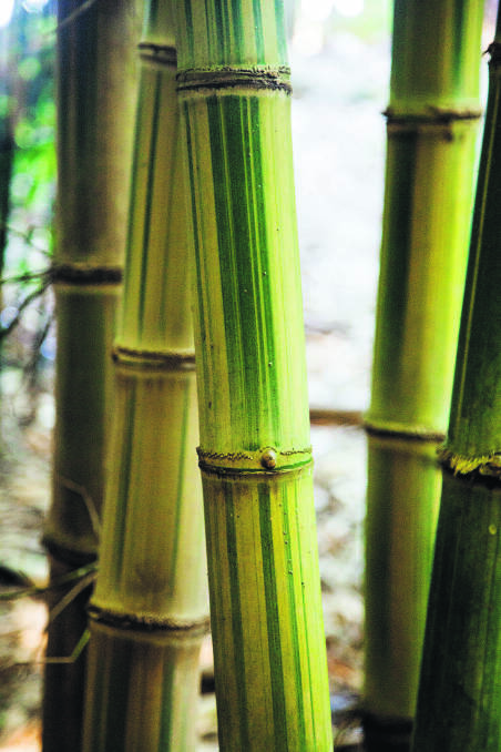 Painted bamboo.
