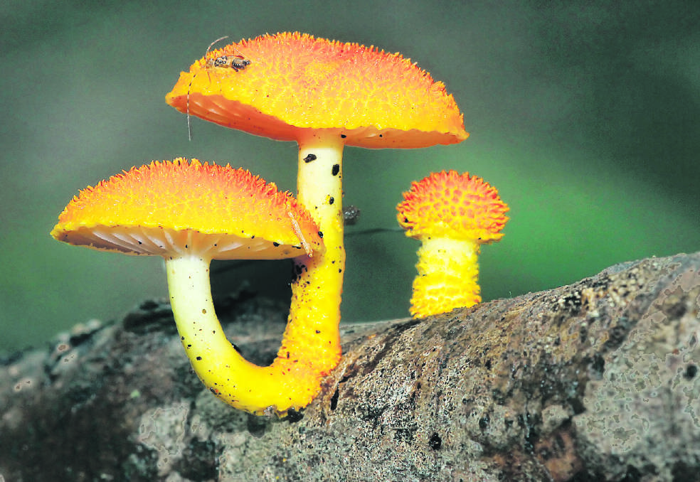 Mycena yuulongicola that has attracted an insect.