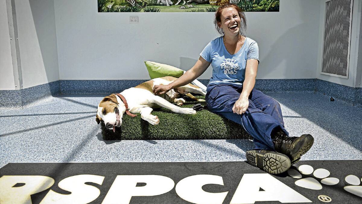 CONSIDER ADOPTING: RSPCA animal ­attendant Abby Waters with mastiff cross Jersey.
