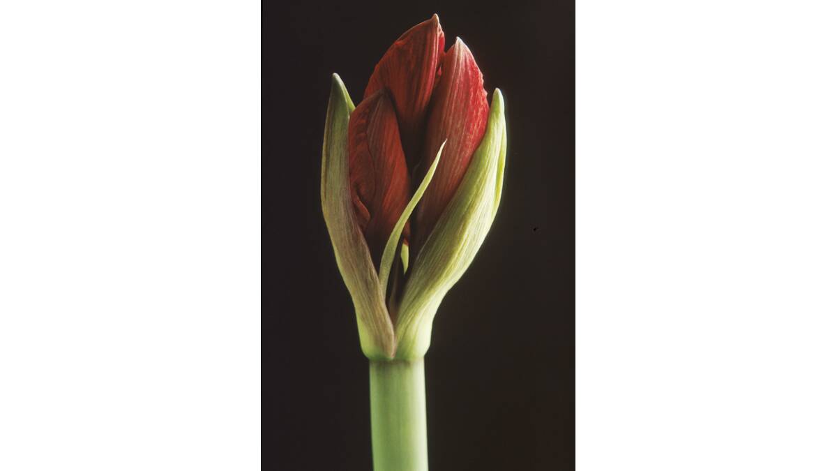 SUDDEN APPEARANCE: Amaryllis bulbs don’t meed much attention but still make an appearance in many gardens at this time. 