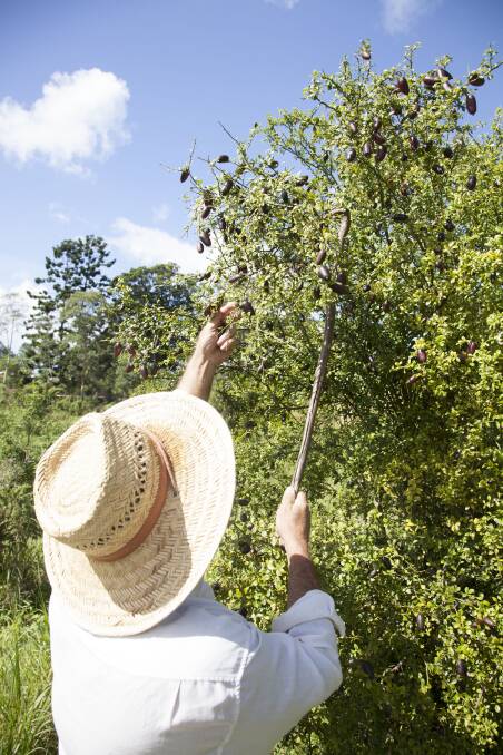 Michael Griffiths avoids the spiny branches to pick the limes.