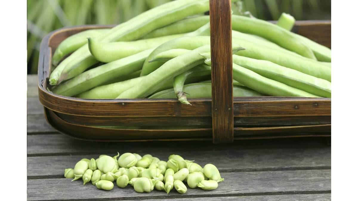 DOUBLE BENEFIT:  Broad beans add nitrogen to the soil as well as ­providing food. 