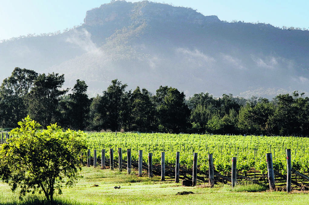 HOLDING THEIR BREATH: Hunter Valley winemakers hold their breath as this year's crop ripens.