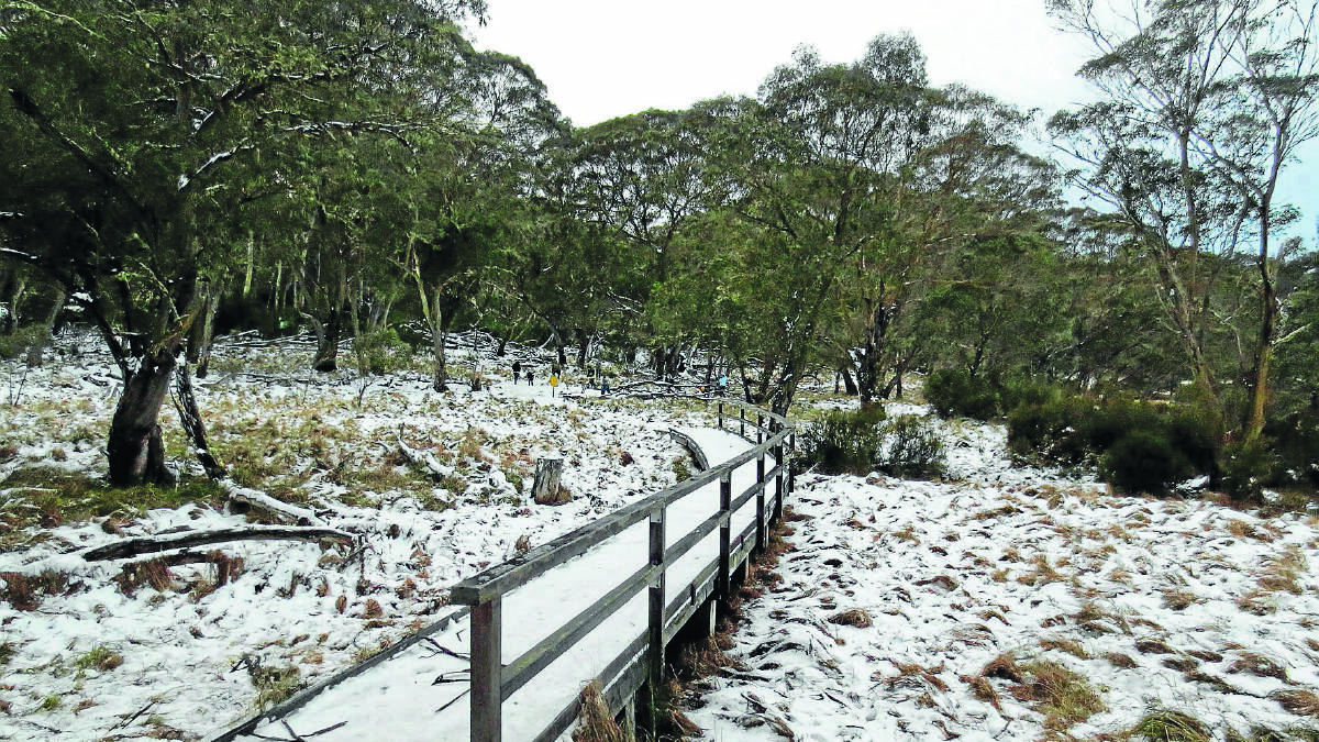 Barrington Tops enjoyed a good dusting of snow during the cold snap as seen in this photo a Mercury reader sent in.