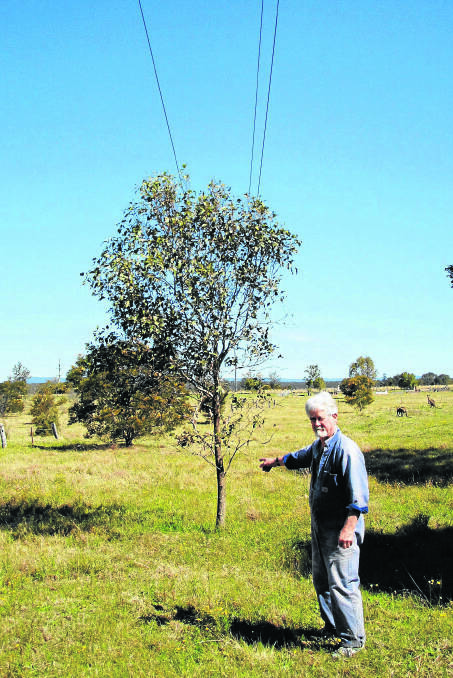OFFENDING TREE:  John Slater and the sapling Ausgrid says is a potential problem.