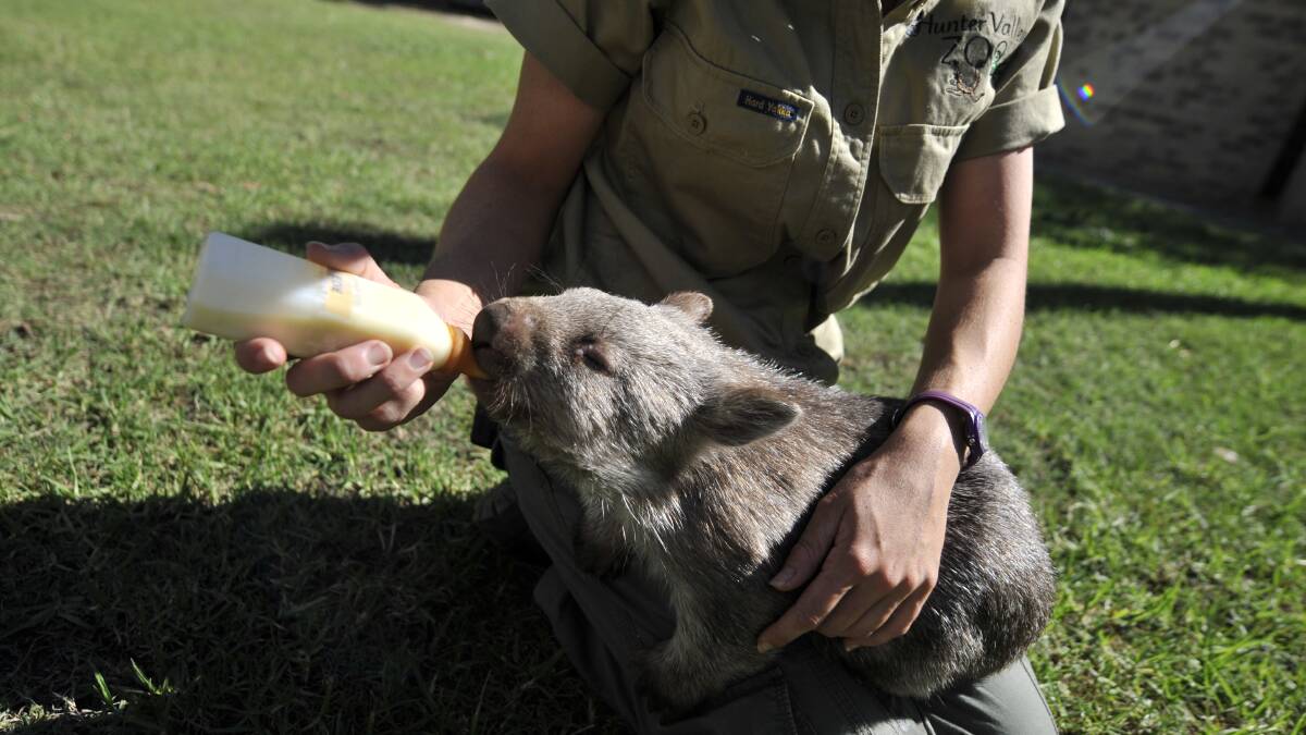 Edie the four-month-old wombat lives at Hunter Valley Zoo.