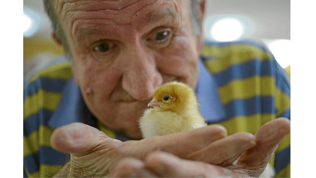 LOVE AT FIRST CHIRP: Bill Wright handled his little chicken with great tenderness.