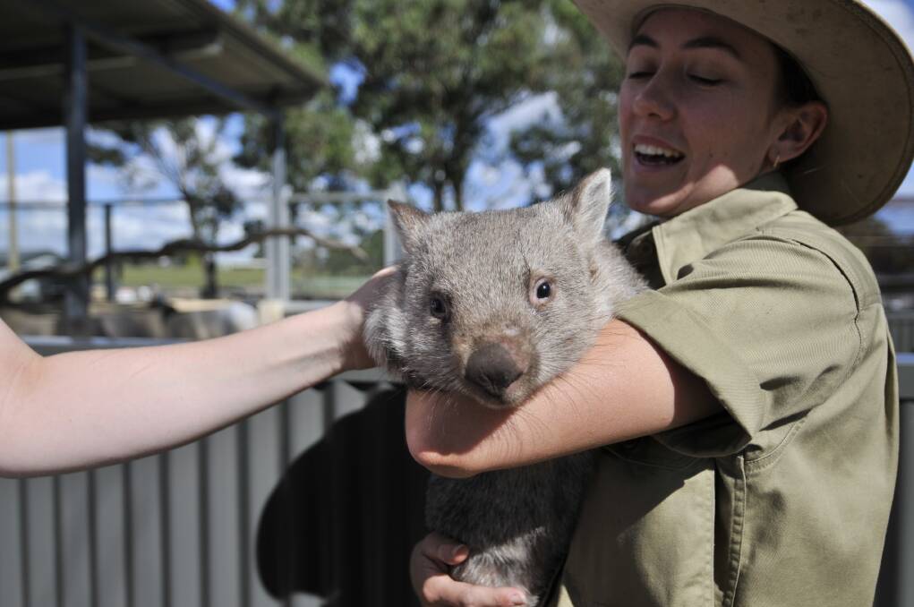 Edie the four-month-old wombat lives at Hunter Valley Zoo.