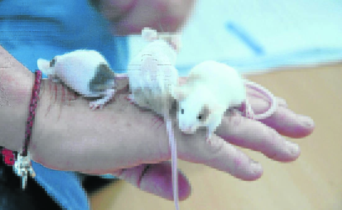 The RSPCA's Rutherford shelter has seven pet mice in need of a new home.