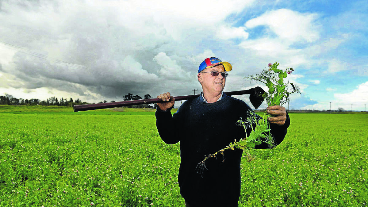 KEEP IT COMING: Pitnacree farmer Stephen Osborn wants more rain.   	