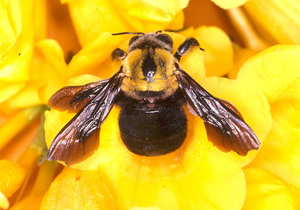 Tocal College will run a native stingless bee course on October 15 at its  Paterson campus.