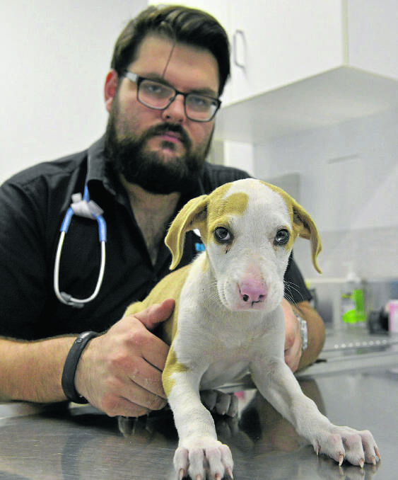 RSPCA hospital veterinarian Dr Julian Suchowersky with Lucky.