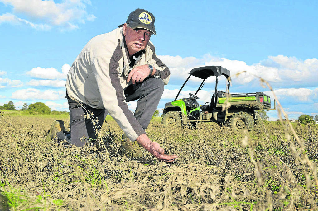 DOING IT TOUGH: Dairy farmer Grahame Peacock inspects his 
damaged lucerne crop. 130515SS050