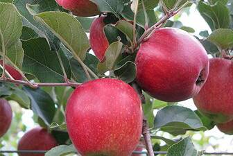 Does an apple a day really keep the doctor away? Well, Hunter researchers hope to find out.