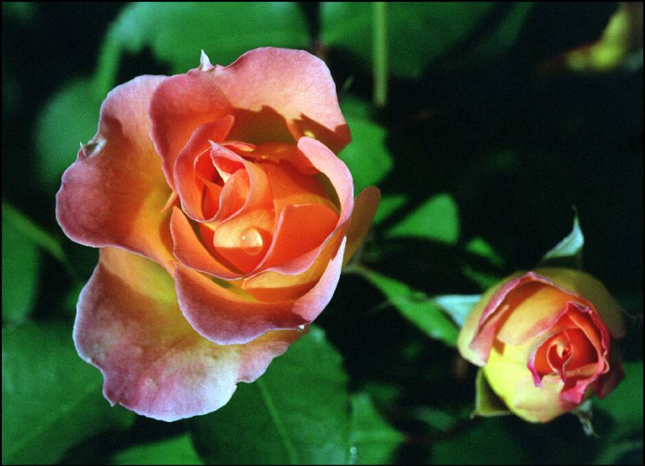SUSCEPTIBLE:  Black spot and powdery mildew can affect roses when periods of heat are followed by humid, showery conditions.