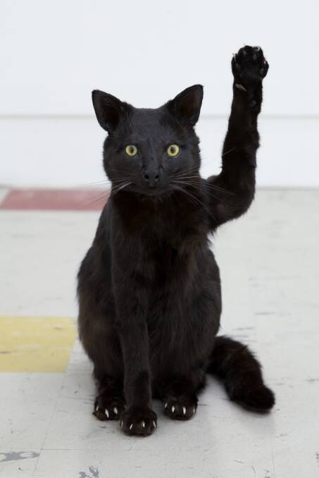 PHOBIA:  Hands up if you have any superstitions.  	