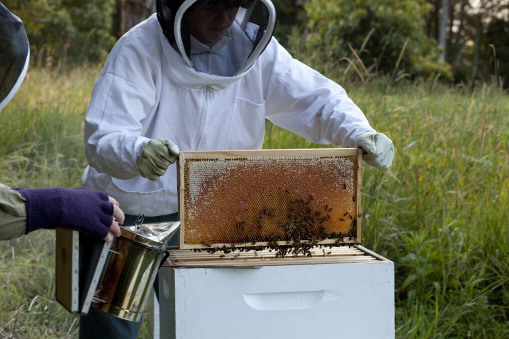 Australia’s first national survey of honey bee viruses has found we have one of the healthiest honey bee (Apis mellifera) populations in the world.