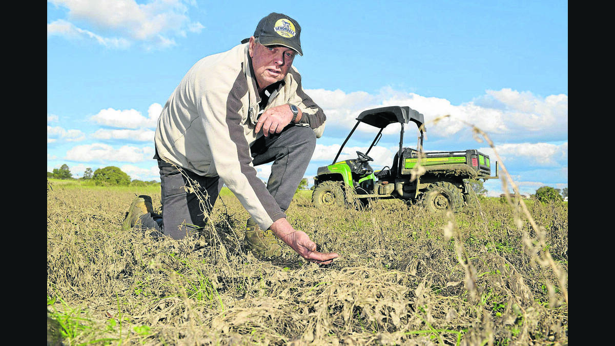 ­Dairy farmer Grahame Peacock's land has gone from lush green to a virtual wasteland since the superstorm.   