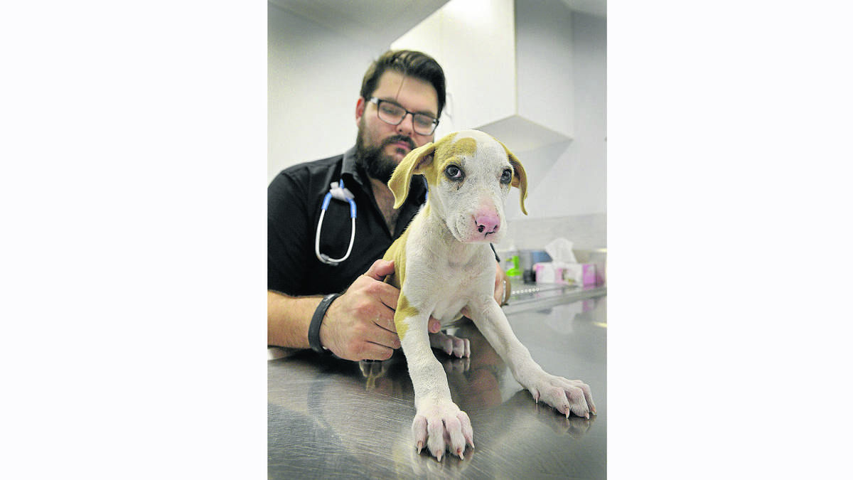 IN SAFE HANDS:  RSPCA Hospital Maitland veterinarian Dr Julian Suchowersky with the surviving pup.	Picture by STUART SCOTT 