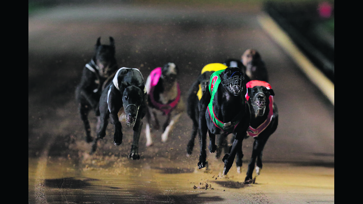 NEW STRATEGY:  Greyhound Racing NSW has initiated a $1 million welfare and integrity fund but many grassroots people in the industry believe they are being punished for other people’s indiscretions. 