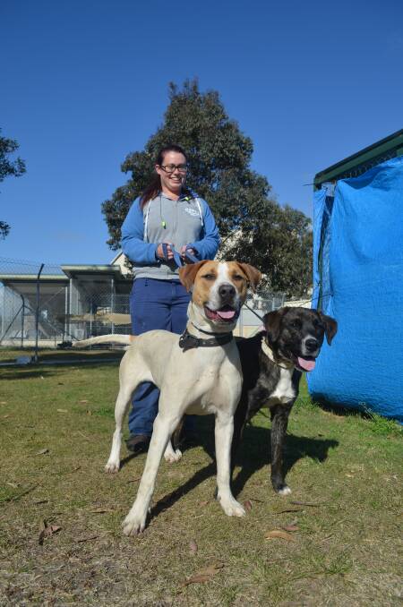 HALF PRICE ADOPTIONS: RSPCA Hunter shelter animal attendant Abby Waters with Vinadaloo and Eadie. Photo: SAM NORRIS 