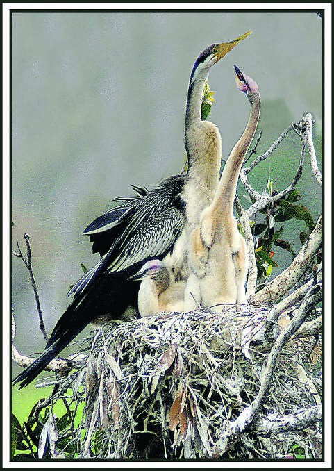 A darter and its chicks.