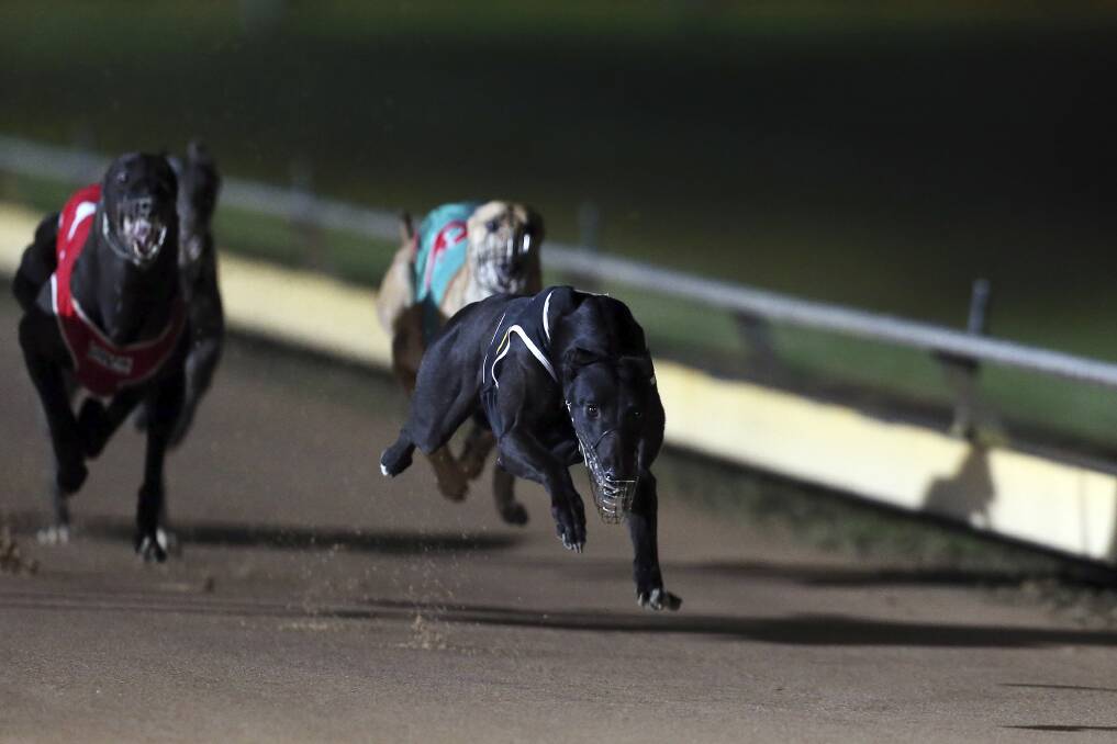 Greyhound Racing NSW internal investigation delayed
