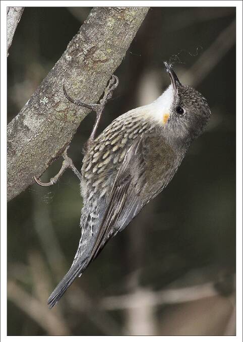 A white-throated treecreeper with insects in its beak. 	 Pictures by JIM THOMSON