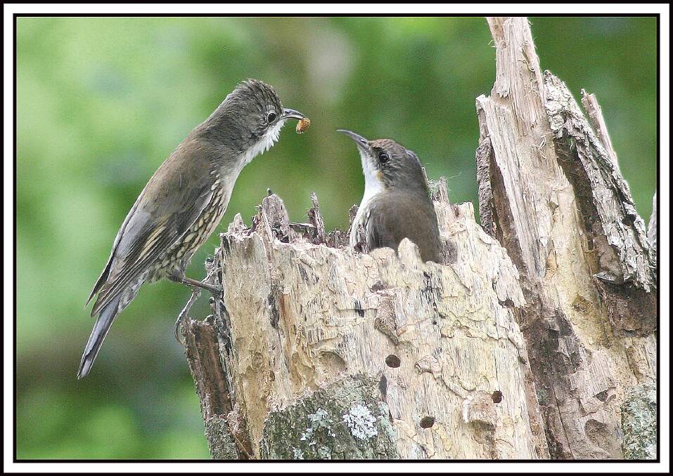 The male white-throated treecreeper brings food back to the female who is on the nest in an old tree stump. Picture by JIM THOMSON