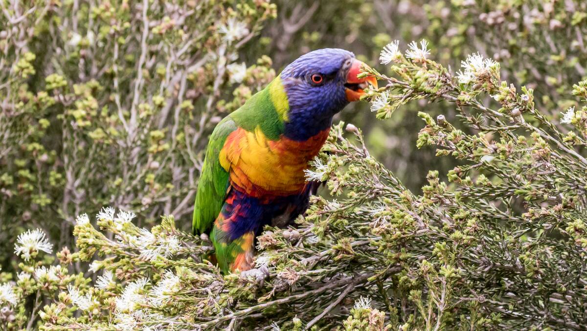 The lorikeet has a unique, brush-like tongue which allows them to feast on pollen and sweet nectar.