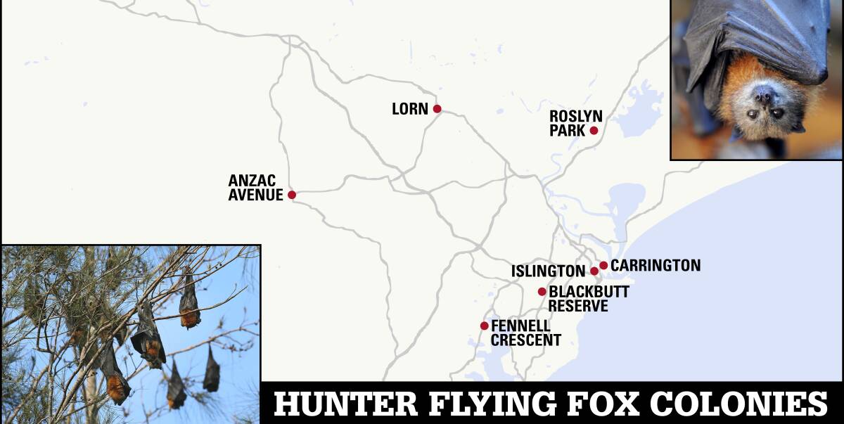 BATS OUT OF HELL: Problem flying fox colonies around the Hunter Region. Federal Member for Hunter Joel Fitzgibbon has called for a Senate inquiry into the management of camps in urban areas. 