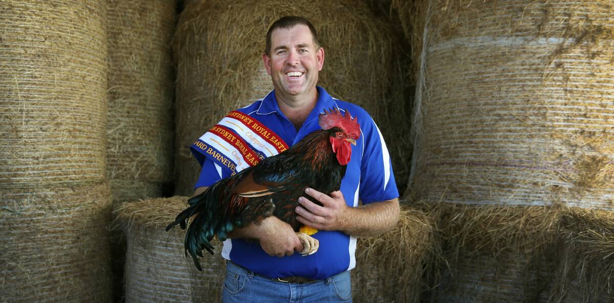 CHAMPION CHOOK: Robert Bendeich of Leconfield with his Sydney Royal Easter Show prize-winning double laced barnevelder. Picture: MARINA NEIL 