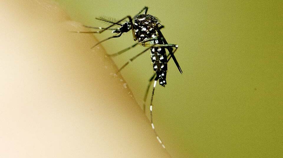 Hunter New England Health has issued a mosquito warning.
