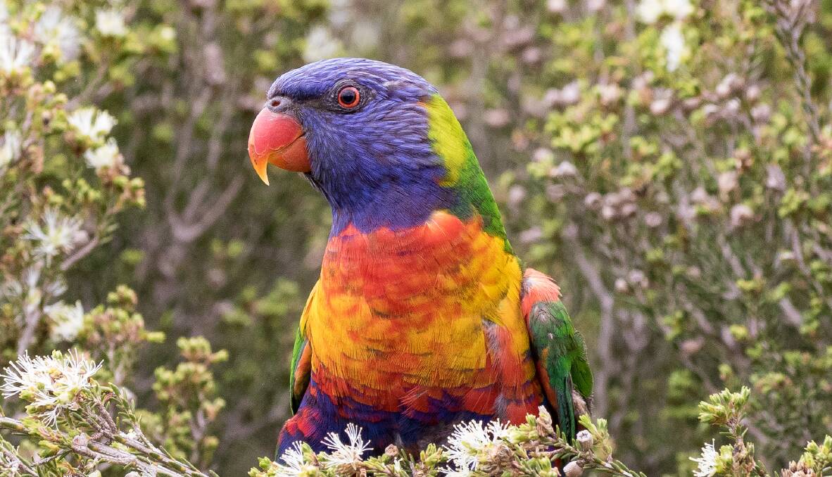 SIMPLY STUNNING: The Rainbow Lorikeet is one of the most recognisable and popular birds in the country. With its bright plumage and loud, gregarious nature, it is a real Aussie larrikin.