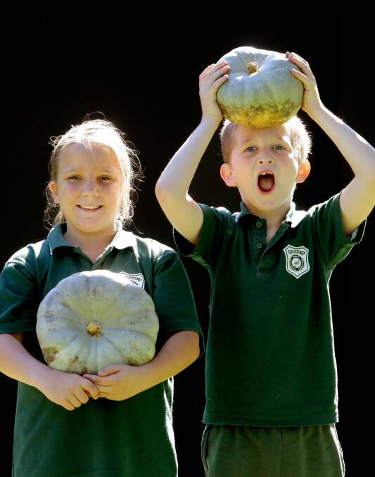 Maitland’s pumpkin mania is catching on