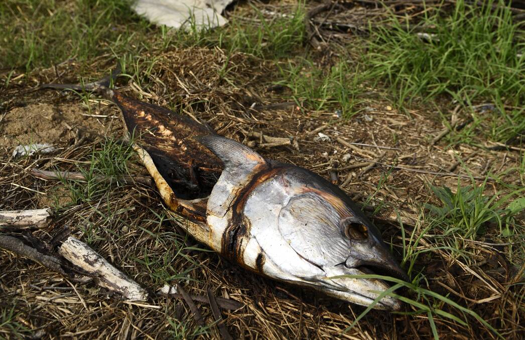 DUMPED: A fish carcass illegally dumped near Maitland. Picture: PERRY DUFFIN