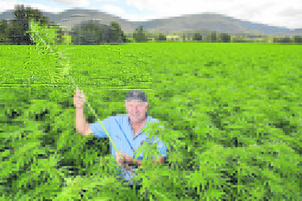 BUMPER CROP: Vacy farmer Bob Doyle and his hemp crop in 2015. Picture: Stuart Scott  