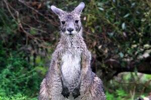 Dungog rate payer brings dead wallaby to meeting