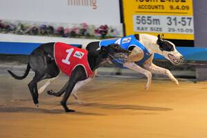 Greyhound industry fears demise of smaller clubs