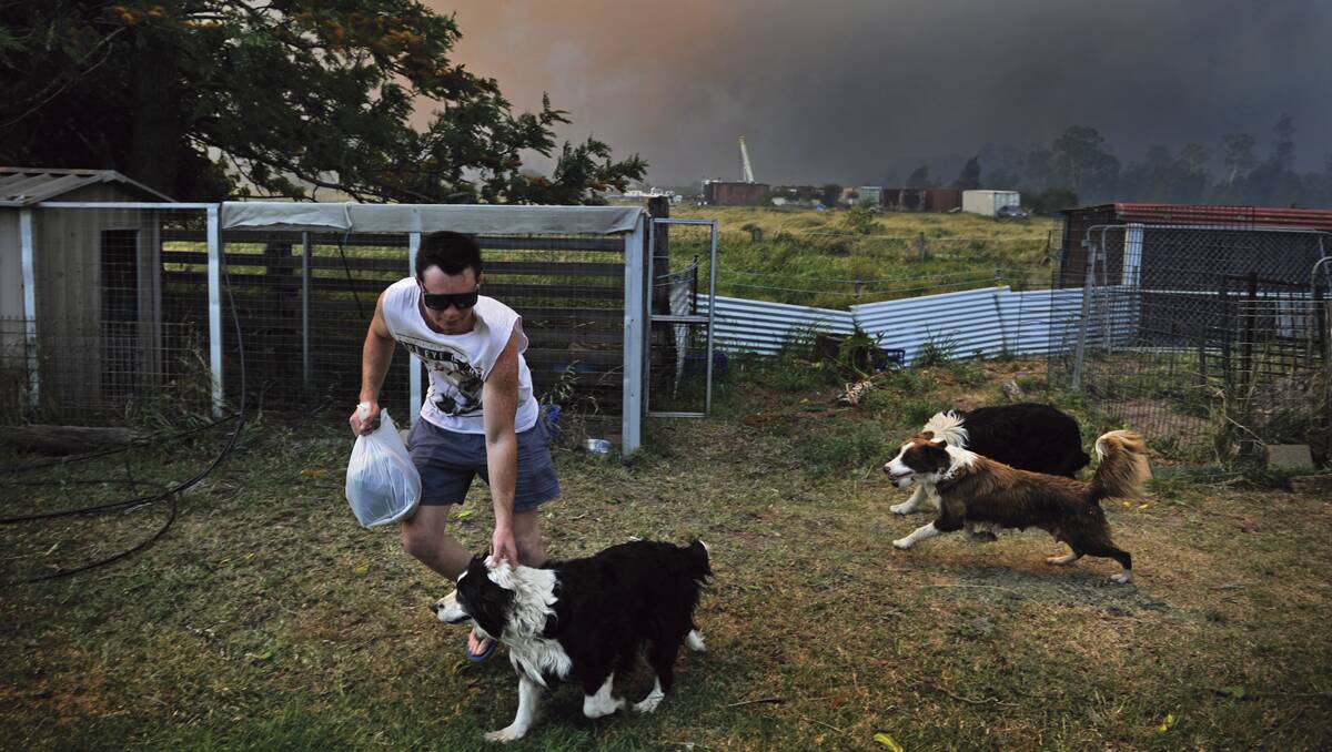 SAFE: Rounding up the dogs to be saved from the encroaching fire.